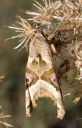 Achateule_19_1800.jpg