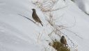 Alpenbraunelle_34_1800.jpg
