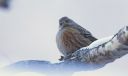 Alpenbraunelle_35_1800~0.jpg