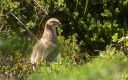 Alpenschneehuhn_X037_1800.jpg