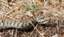Aspisviper_17_1900.jpg