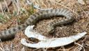 Aspisviper_18-1900.jpg