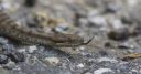 Aspisviper_X013_1800.jpg