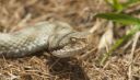 Aspisviper_X013_1800a.jpg