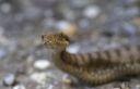 Aspisviper_X017_1800a.jpg