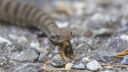 Aspisviper_X020_1800a.jpg