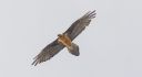 Bartgeier_X013_1800a.jpg