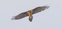 Bartgeier_X017_1800a.jpg