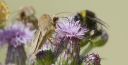Bergraseneule_02_Hummel_1800.jpg