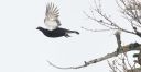 Birkhahn_64_1800.jpg