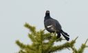 Birkhahn_76_1800a.jpg