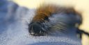 Brombeerspinner_Raupe_02_1900.jpg
