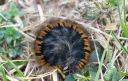 Brombeerspinner_Raupe_04_1800.jpg