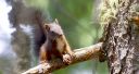 Eichhoernchen_X012_1800.jpg