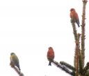 Fichtenkreuzschnabel_347_1800.jpg