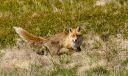 Fuchs_X028_1800a.jpg
