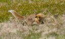 Fuchs_X031_1800a.jpg