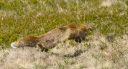 Fuchs_X032_1800a.jpg