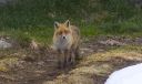 Fuchs_X051_1800a.jpg