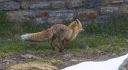 Fuchs_X056_1800a.jpg