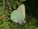 Gruener_Zipfelfalter_03_1800n.jpg