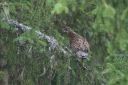 Haselhuhn_02_1800.jpg