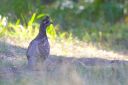 Haselhuhn_16_1800.jpg
