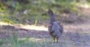 Haselhuhn_23_1800.jpg