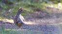 Haselhuhn_26_1800.jpg