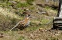 Haselhuhn_31_1800.jpg