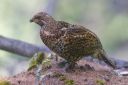 Haselhuhn_X010_1800a.jpg