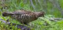Haselhuhn_X026_1800a.jpg