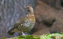 Haselhuhn_X039_1800a.jpg