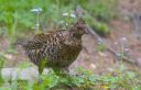 Haselhuhn_X056_1800a.jpg