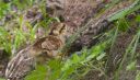 Haselhuhn_X062_1800.jpg