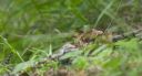 Haselhuhn_X065_1800.jpg