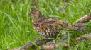 Haselhuhn_X074_1800.jpg