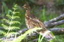 Haselhuhn_X084_1800.jpg