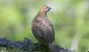 Haselhuhn_X100_1800.jpg