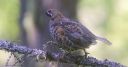 Haselhuhn_X104_1800.jpg