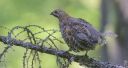 Haselhuhn_X108_1800.jpg