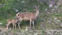 Hirsch_0496_1900.jpg