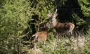 Hirsch_0769_1800.jpg