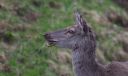 Hirsch_0834_1800.jpg