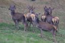 Hirsch_0836_1800.jpg