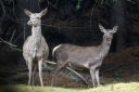 Hirsch_0842_1800.jpg