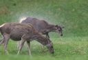 Hirsch_0843_1800.jpg