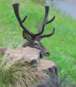 Hirsch_0849_1800a.jpg