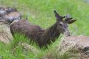 Hirsch_0850_1800.jpg