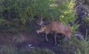 Hirsch_X039_1800a.jpg